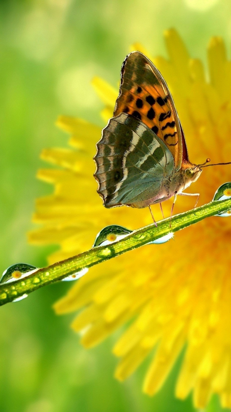 Brauner Und Schwarzer Schmetterling Auf Gelber Blume. Wallpaper in 750x1334 Resolution
