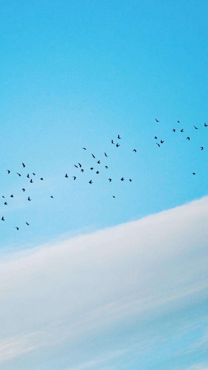 Flock of Birds Flying Under Blue Sky During Daytime. Wallpaper in 720x1280 Resolution