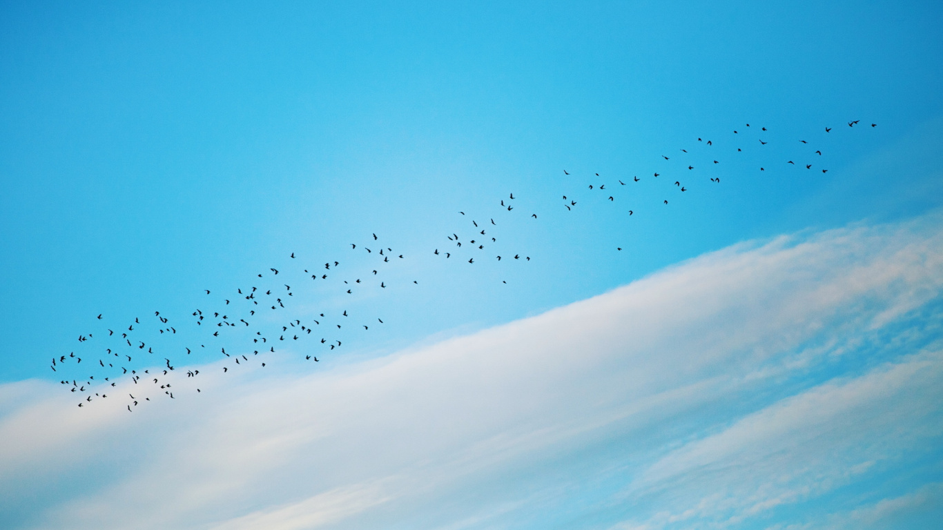 Bandada de Pájaros Volando Bajo un Cielo Azul Durante el Día. Wallpaper in 1366x768 Resolution