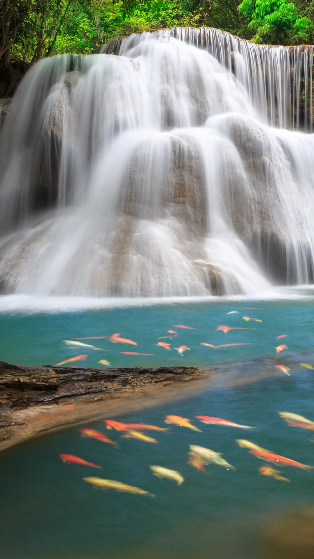 el Agua Cae en Medio Del Bosque. Wallpaper in 1080x1920 Resolution