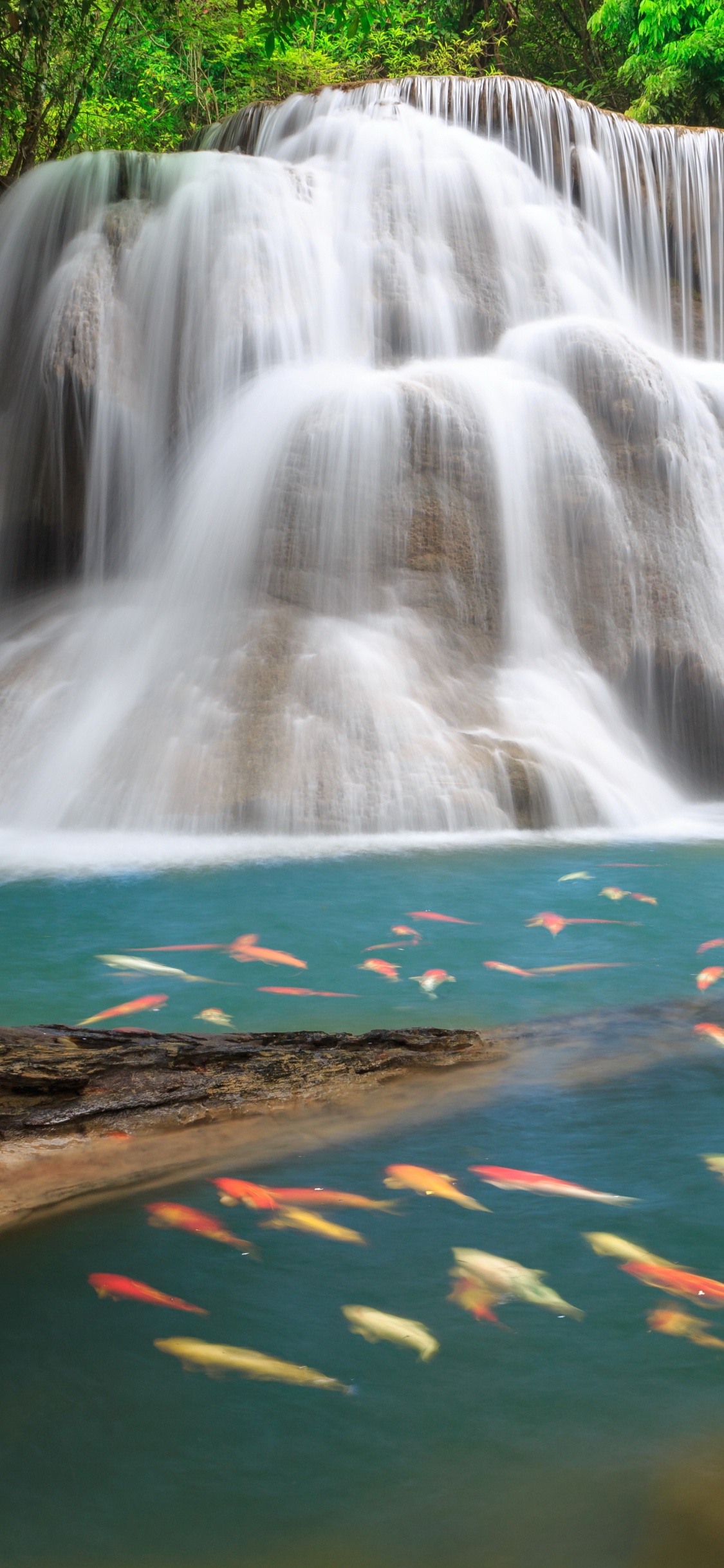 el Agua Cae en Medio Del Bosque. Wallpaper in 1125x2436 Resolution