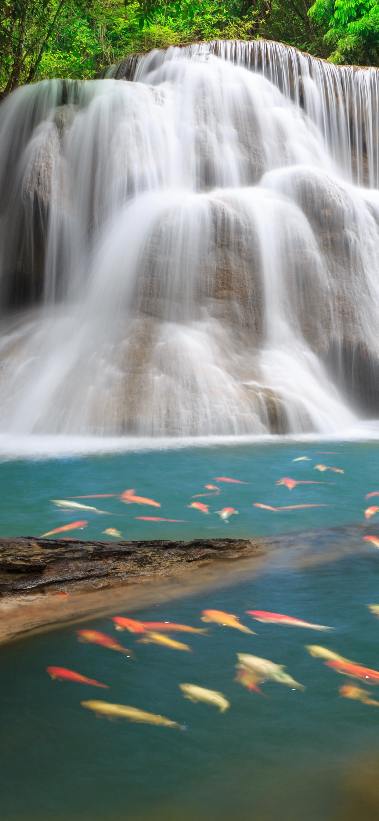 el Agua Cae en Medio Del Bosque. Wallpaper in 1242x2688 Resolution