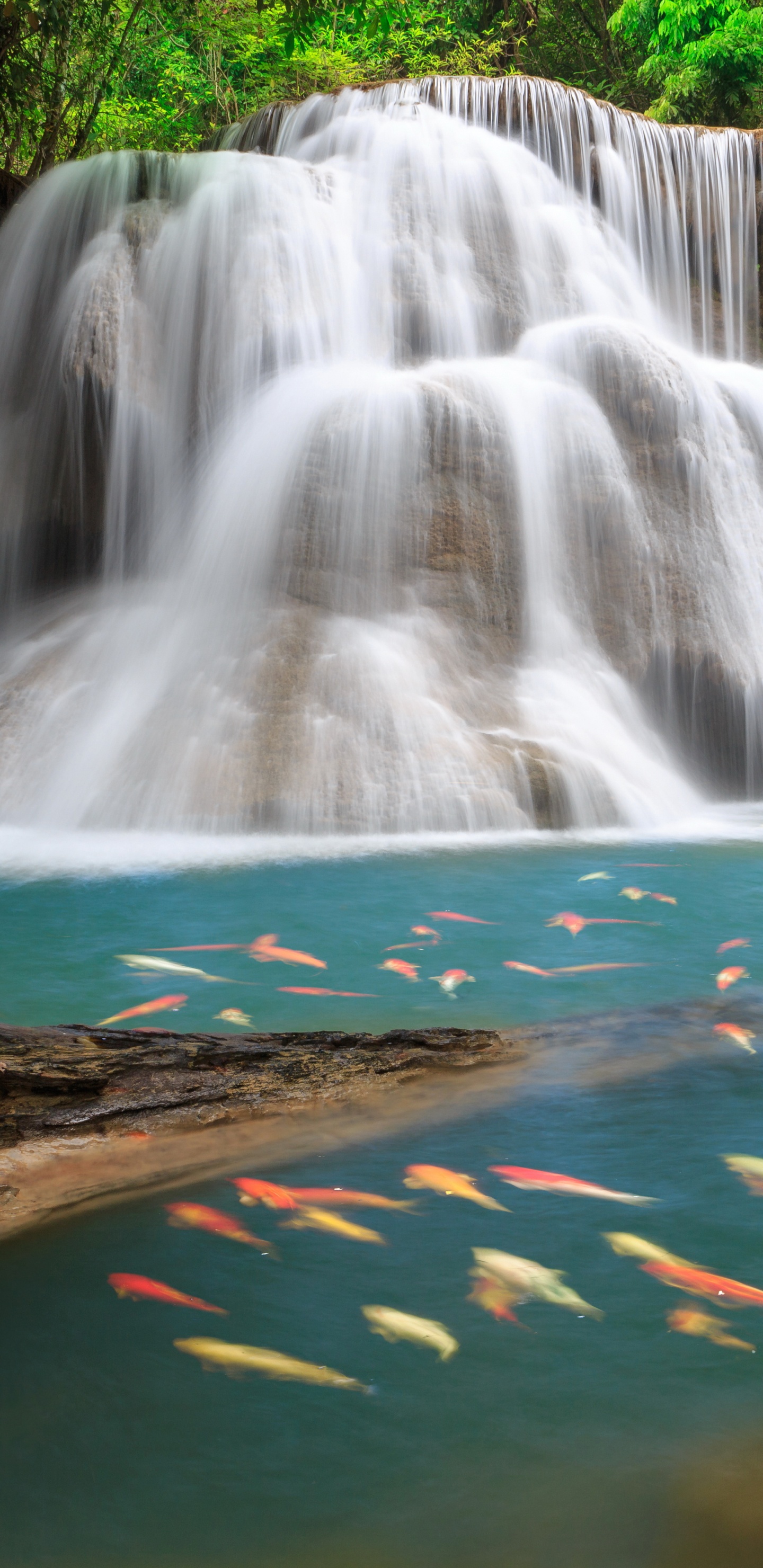 el Agua Cae en Medio Del Bosque. Wallpaper in 1440x2960 Resolution