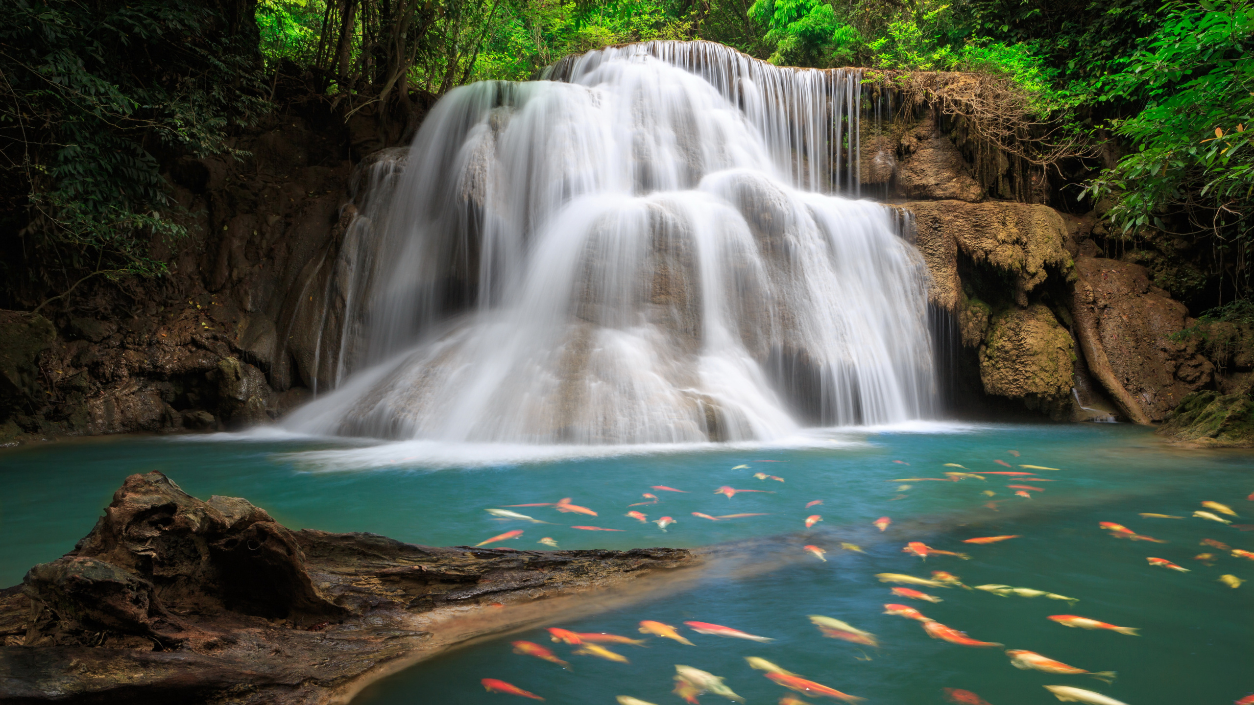 el Agua Cae en Medio Del Bosque. Wallpaper in 2560x1440 Resolution