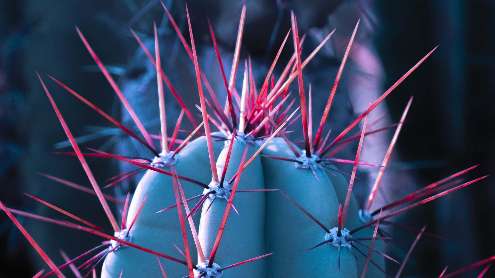 Cactus, Succulent Plant, Close Up, Pattern, Pink. Wallpaper in 1920x1080 Resolution