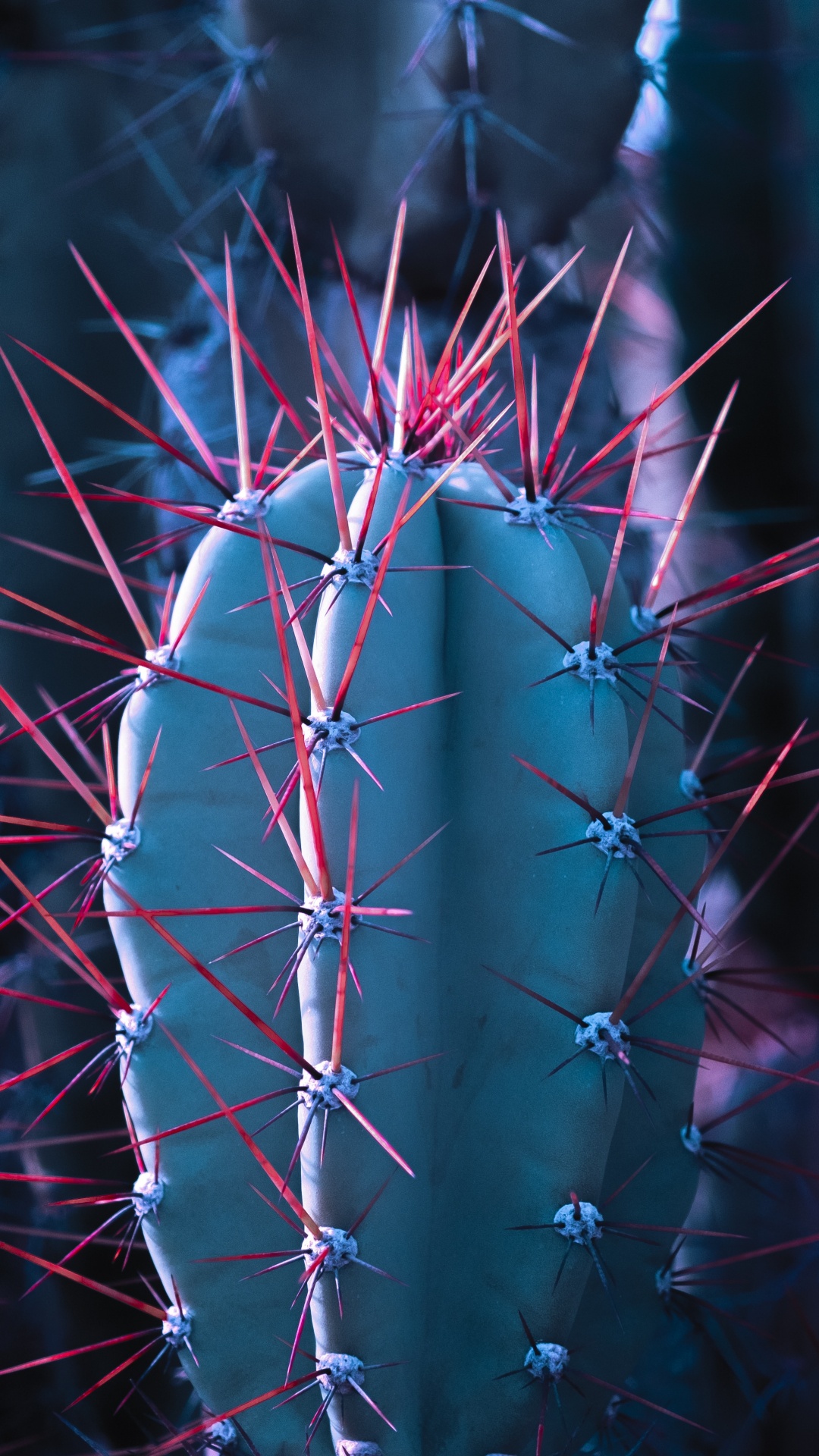 Cactus, Plante Succulente, Fermer, Pink, Conception. Wallpaper in 1080x1920 Resolution