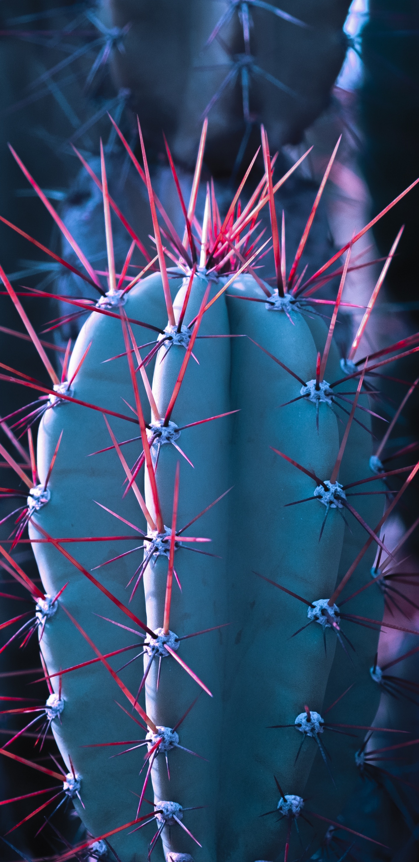 Cactus, Plante Succulente, Fermer, Pink, Conception. Wallpaper in 1440x2960 Resolution