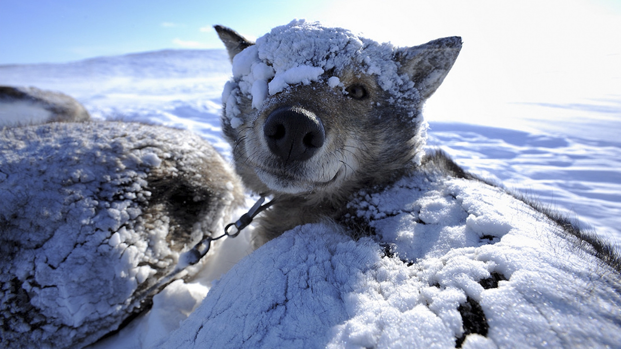 野生动物, 冻结, 雪橇狗, 动植物, 皮毛 壁纸 1280x720 允许