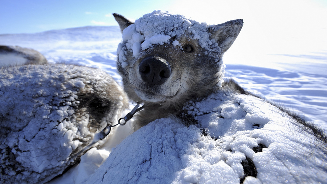 野生动物, 冻结, 雪橇狗, 动植物, 皮毛 壁纸 1366x768 允许