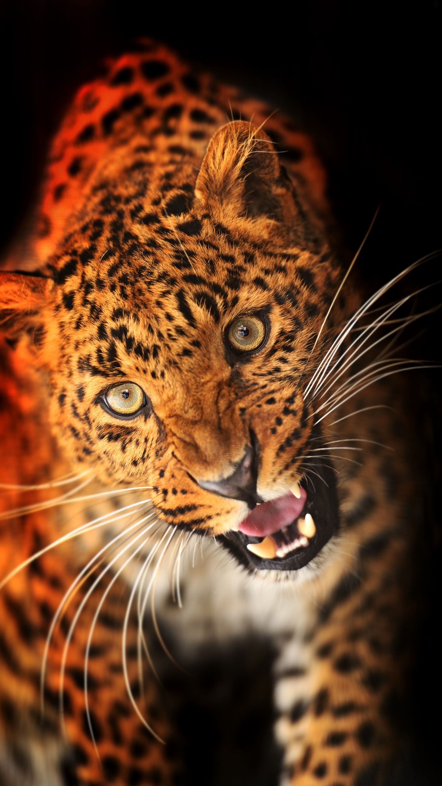 Brauner Und Schwarzer Leopard Mit Offenem Mund. Wallpaper in 1440x2560 Resolution