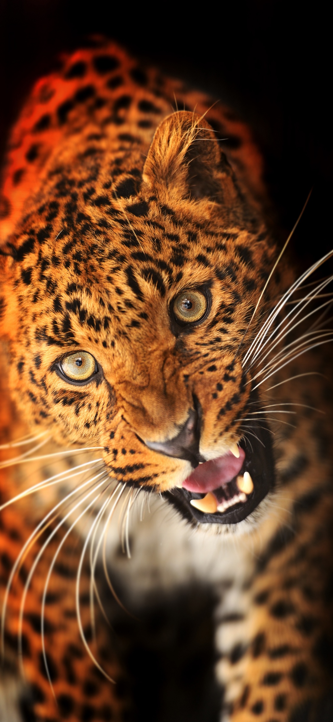 Leopardo Marrón y Negro Con la Boca Abierta. Wallpaper in 1125x2436 Resolution