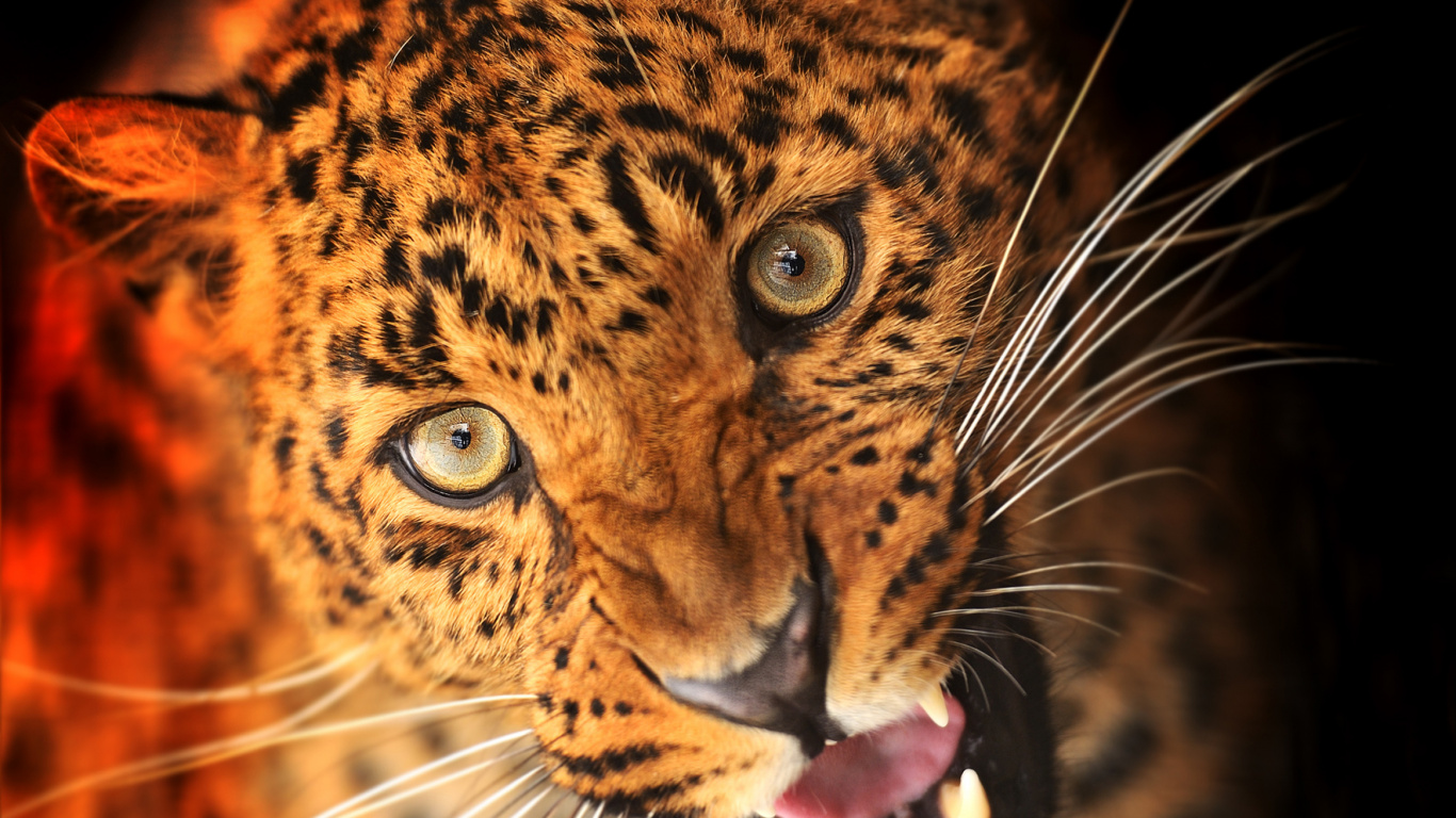 Leopardo Marrón y Negro Con la Boca Abierta. Wallpaper in 1366x768 Resolution