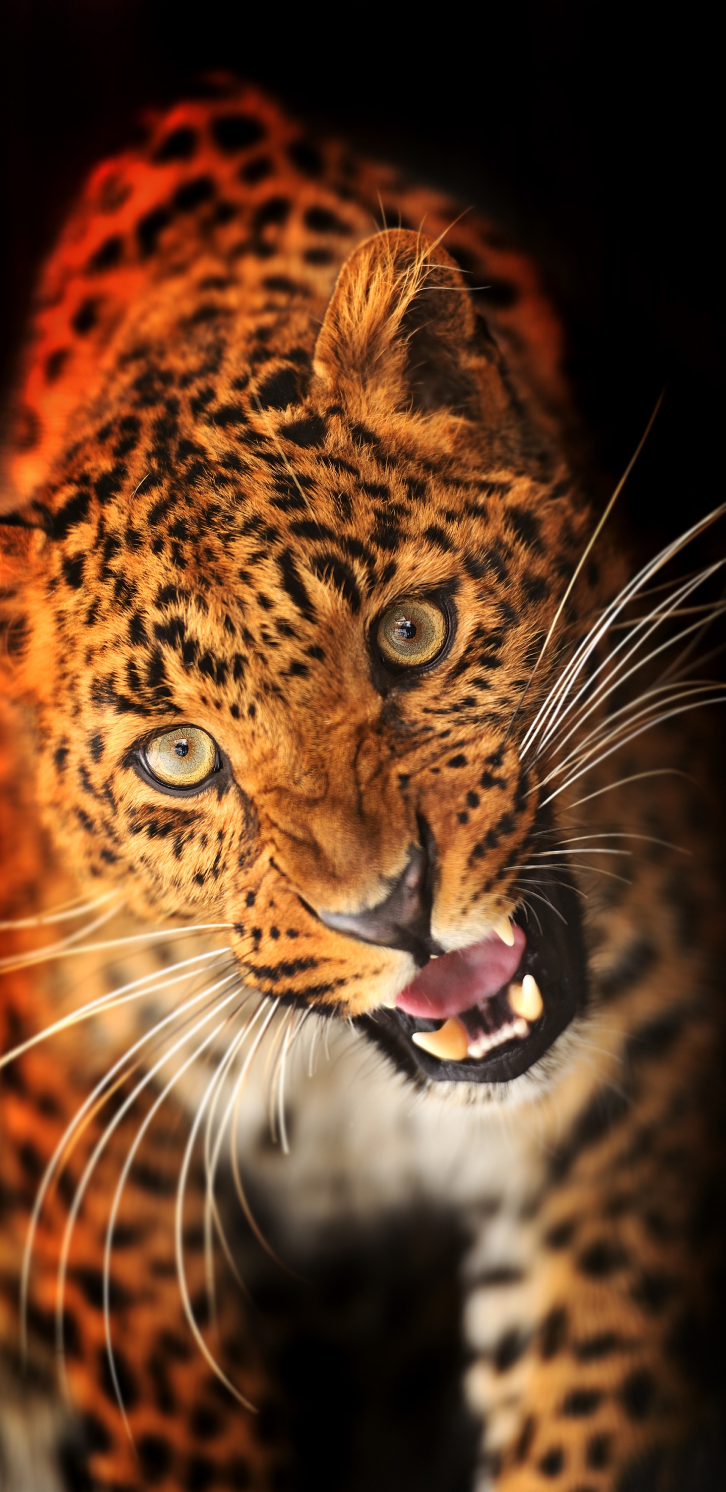 Leopardo Marrón y Negro Con la Boca Abierta. Wallpaper in 1440x2960 Resolution