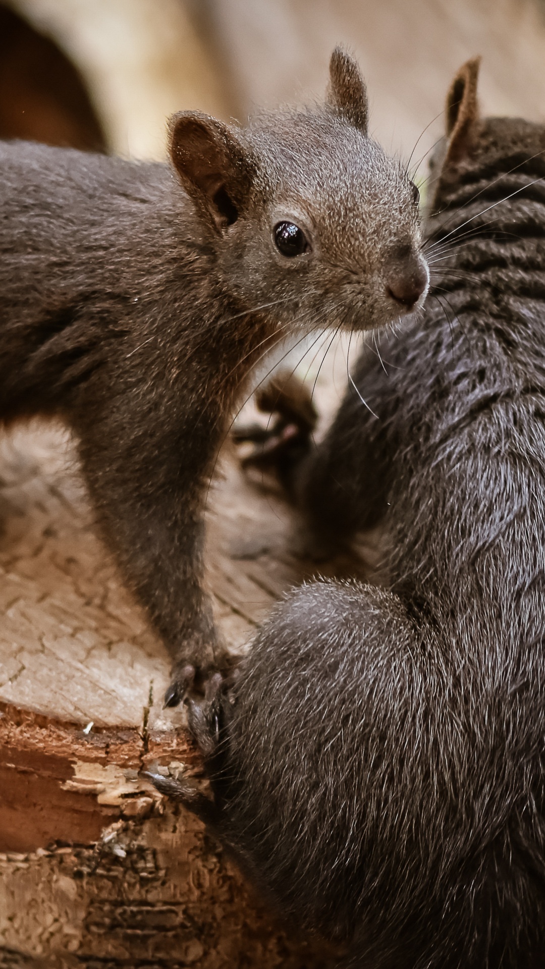 Puzzle, Rongeurs, Moustache, Faon, Pour Les Animaux Terrestres. Wallpaper in 1080x1920 Resolution