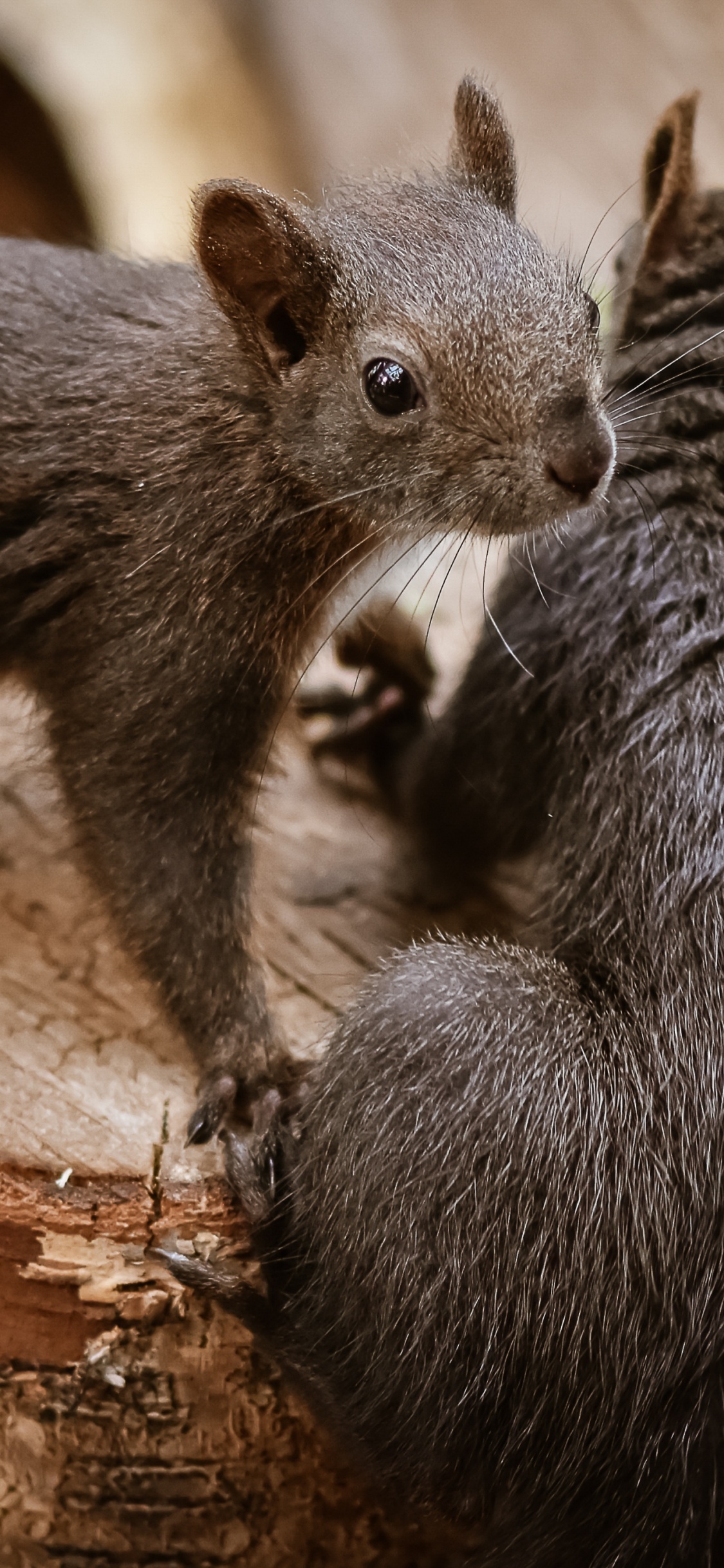 Rodents, Squirrels, Jigsaw Puzzle, Puzzle, Plant. Wallpaper in 1125x2436 Resolution