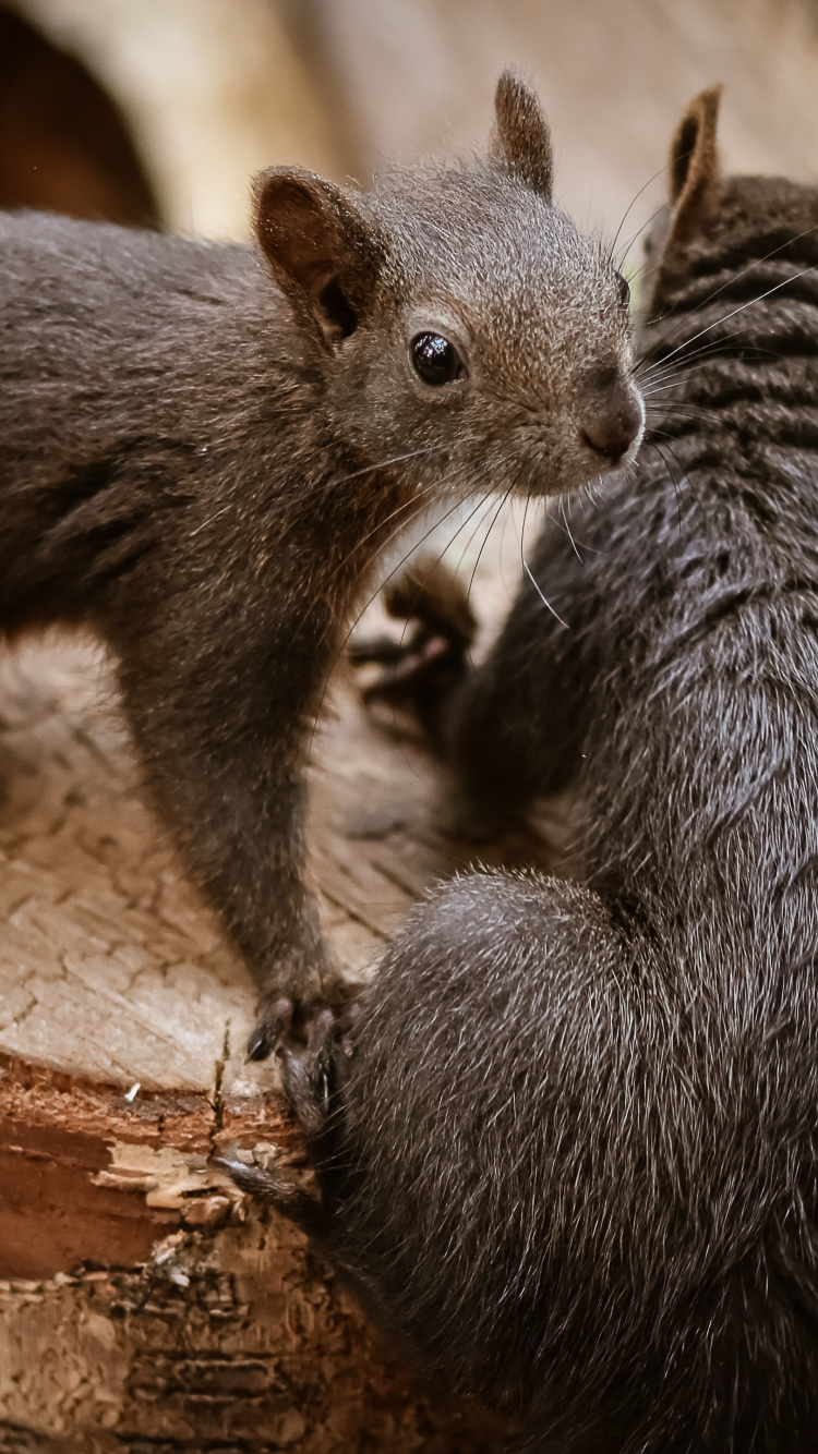 Rodents, Squirrels, Jigsaw Puzzle, Puzzle, Plant. Wallpaper in 750x1334 Resolution