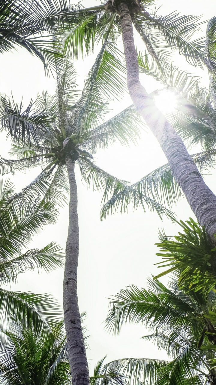 Palmera Verde Bajo el Cielo Blanco. Wallpaper in 720x1280 Resolution