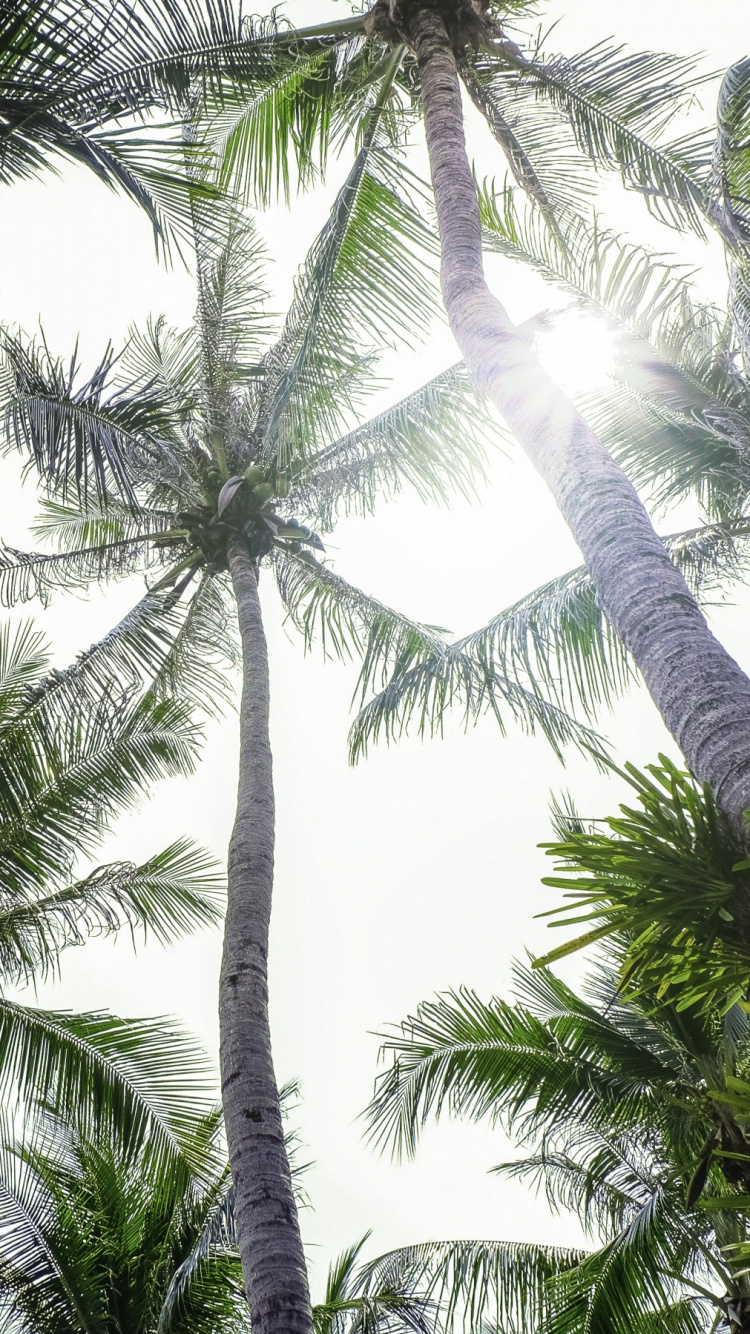 Palmera Verde Bajo el Cielo Blanco. Wallpaper in 750x1334 Resolution