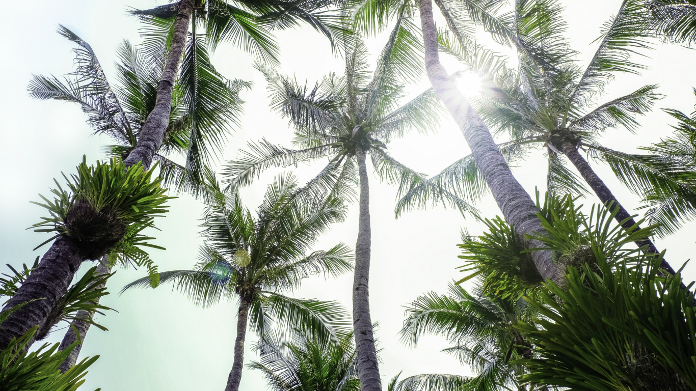 Palmier Vert Sous Ciel Blanc. Wallpaper in 1366x768 Resolution