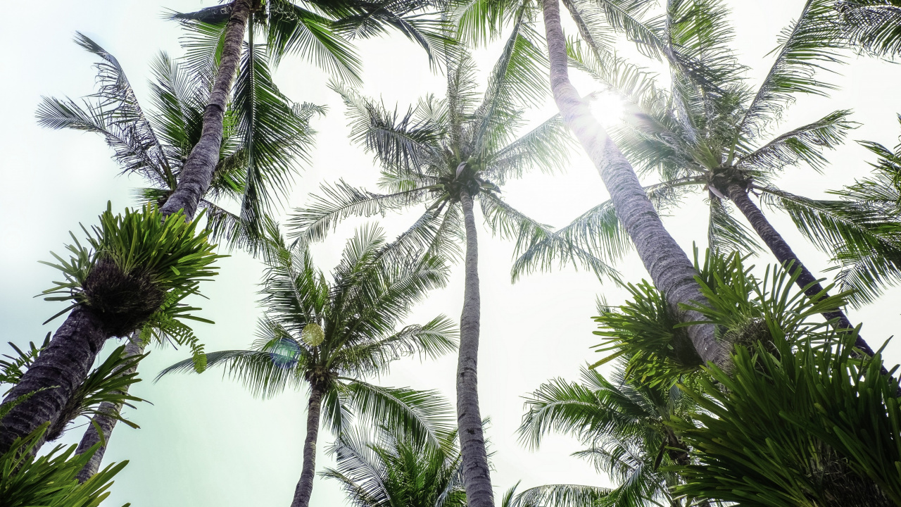 Green Palm Tree Under White Sky. Wallpaper in 1280x720 Resolution