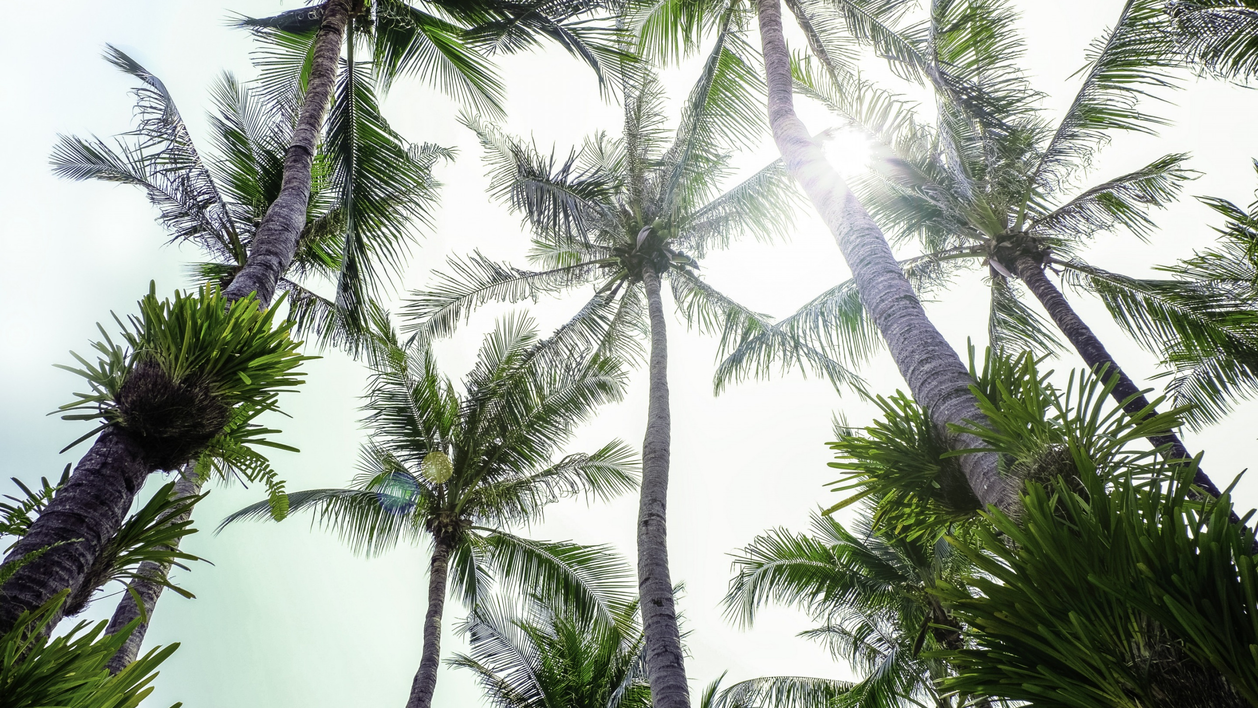Green Palm Tree Under White Sky. Wallpaper in 2560x1440 Resolution
