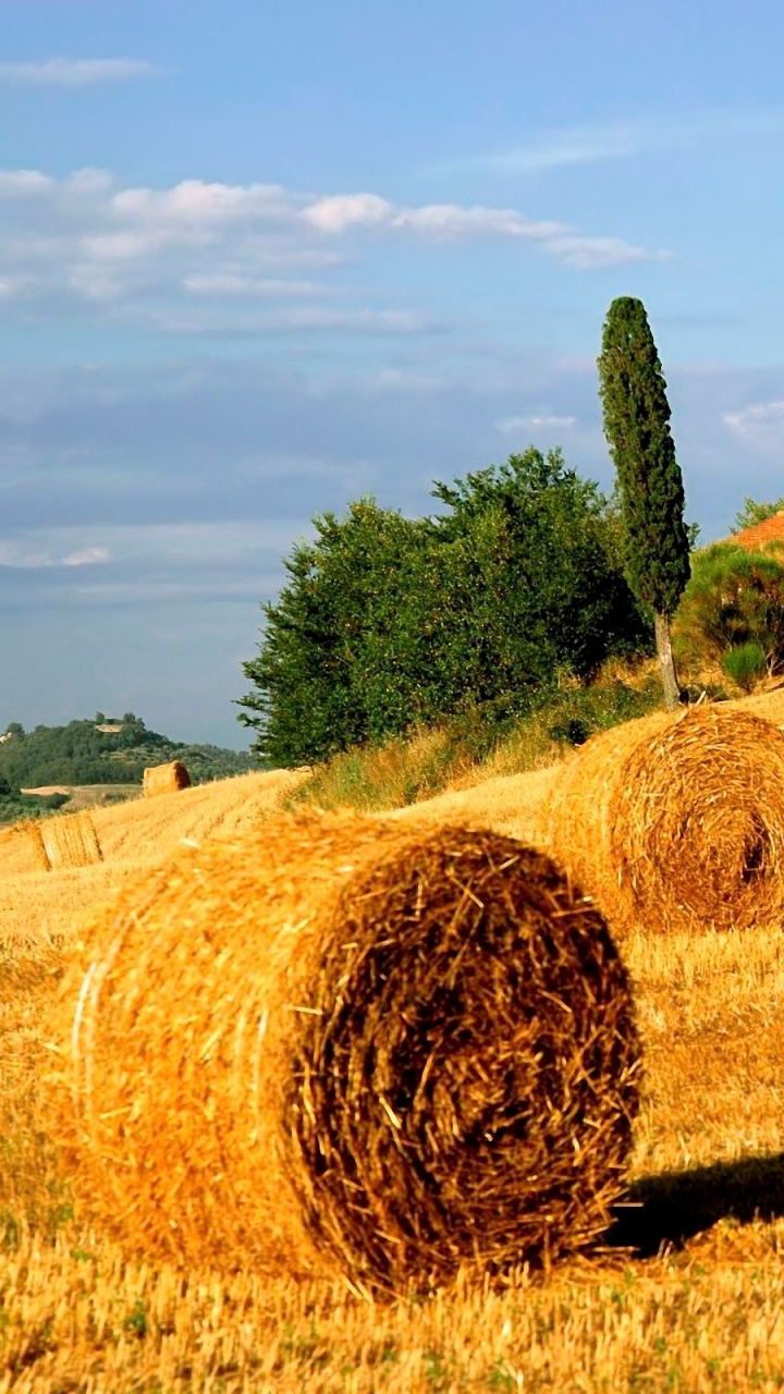 Foin Brun Sur Champ Brun Pendant la Journée. Wallpaper in 720x1280 Resolution