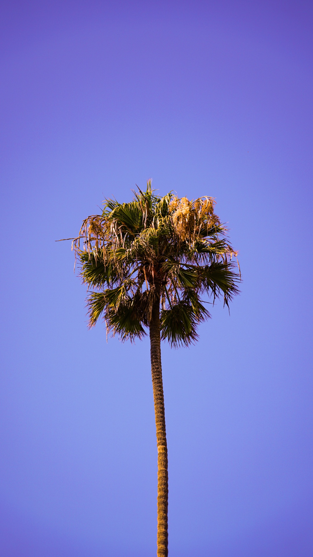 la Vegetación, Azul, Borassus Flabellifer, Desert Palm, Morado. Wallpaper in 1080x1920 Resolution