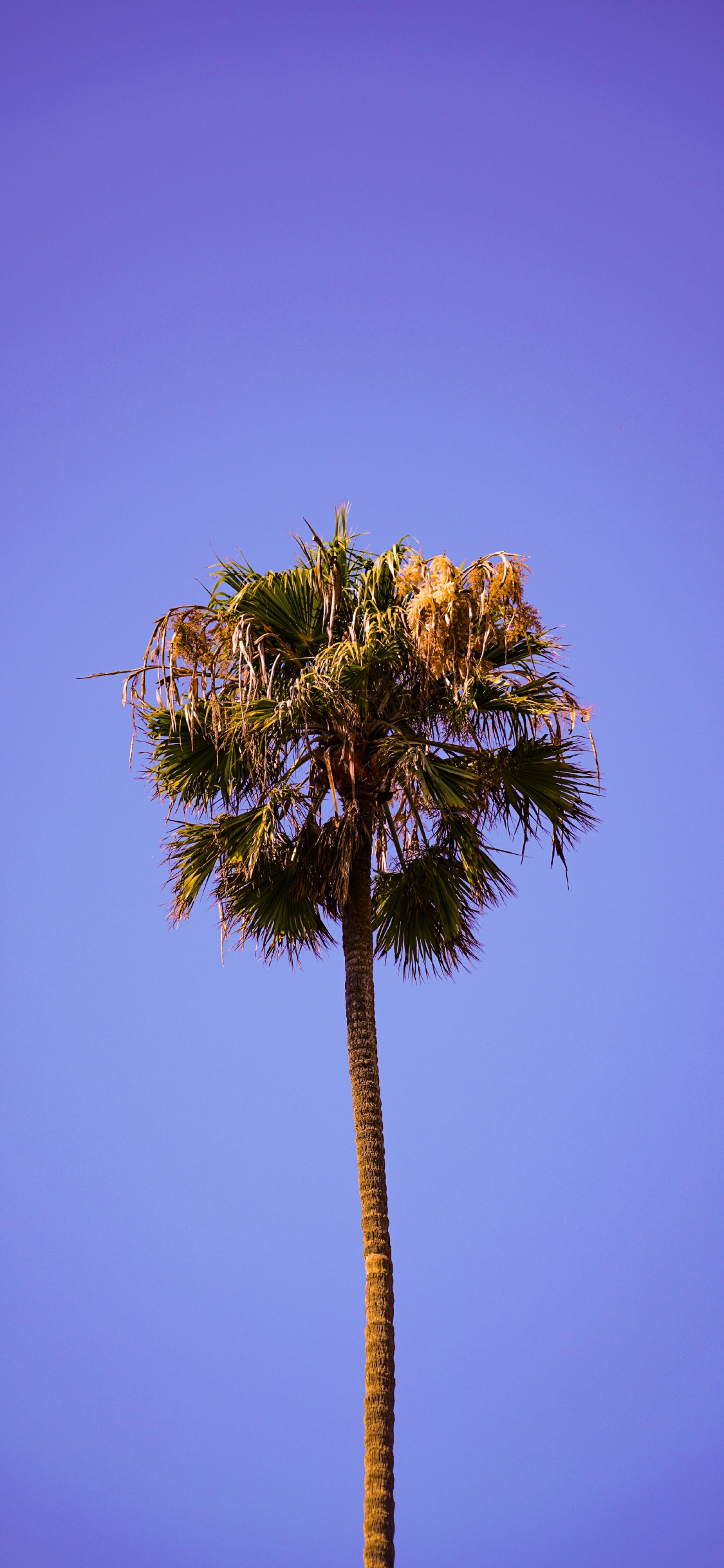 Tree, Palm Tree, Vegetation, Blue, Plant. Wallpaper in 1125x2436 Resolution