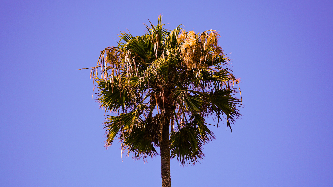 Tree, Palm Tree, Vegetation, Blue, Plant. Wallpaper in 1280x720 Resolution