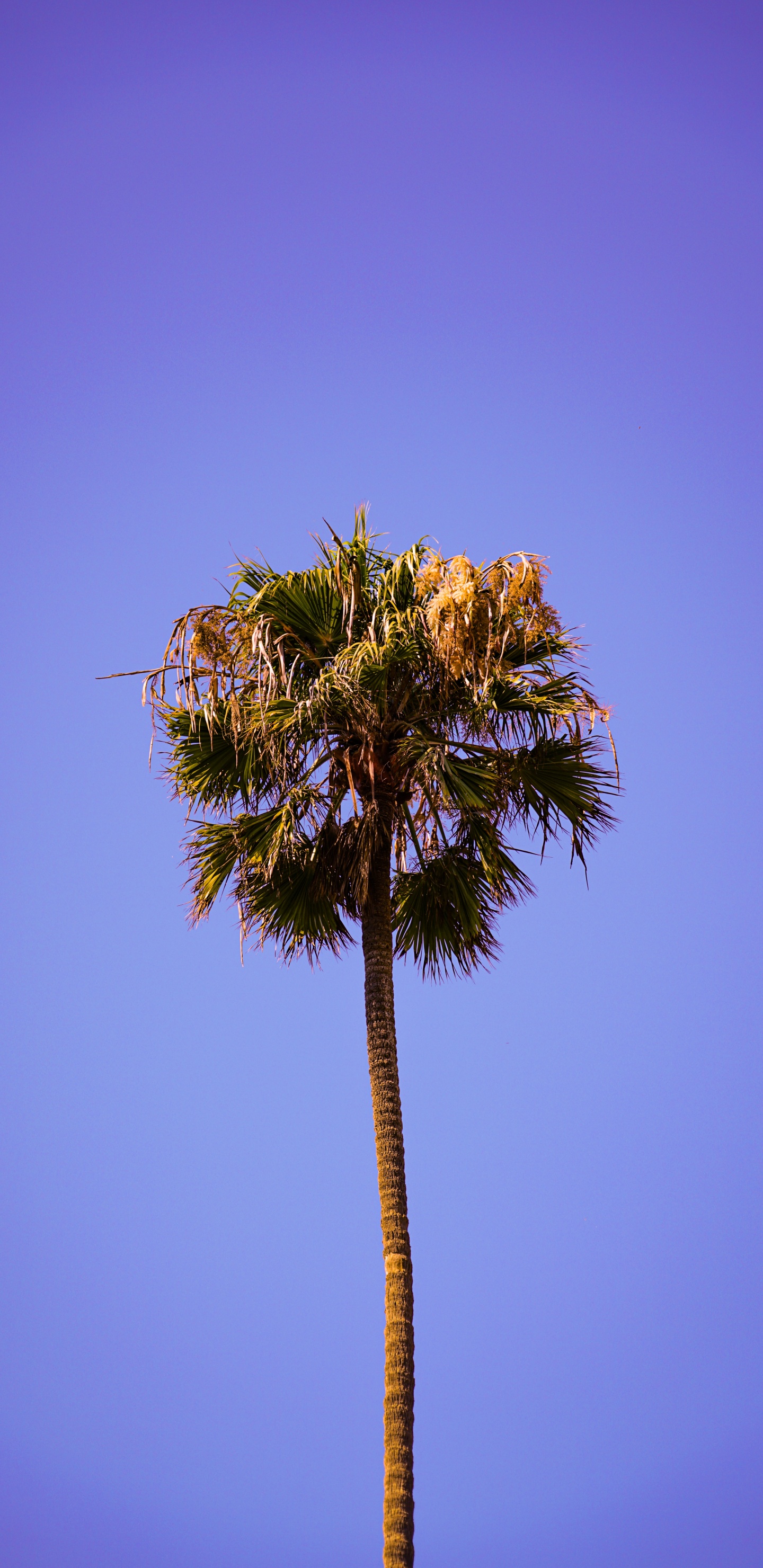 Tree, Palm Tree, Vegetation, Blue, Plant. Wallpaper in 1440x2960 Resolution