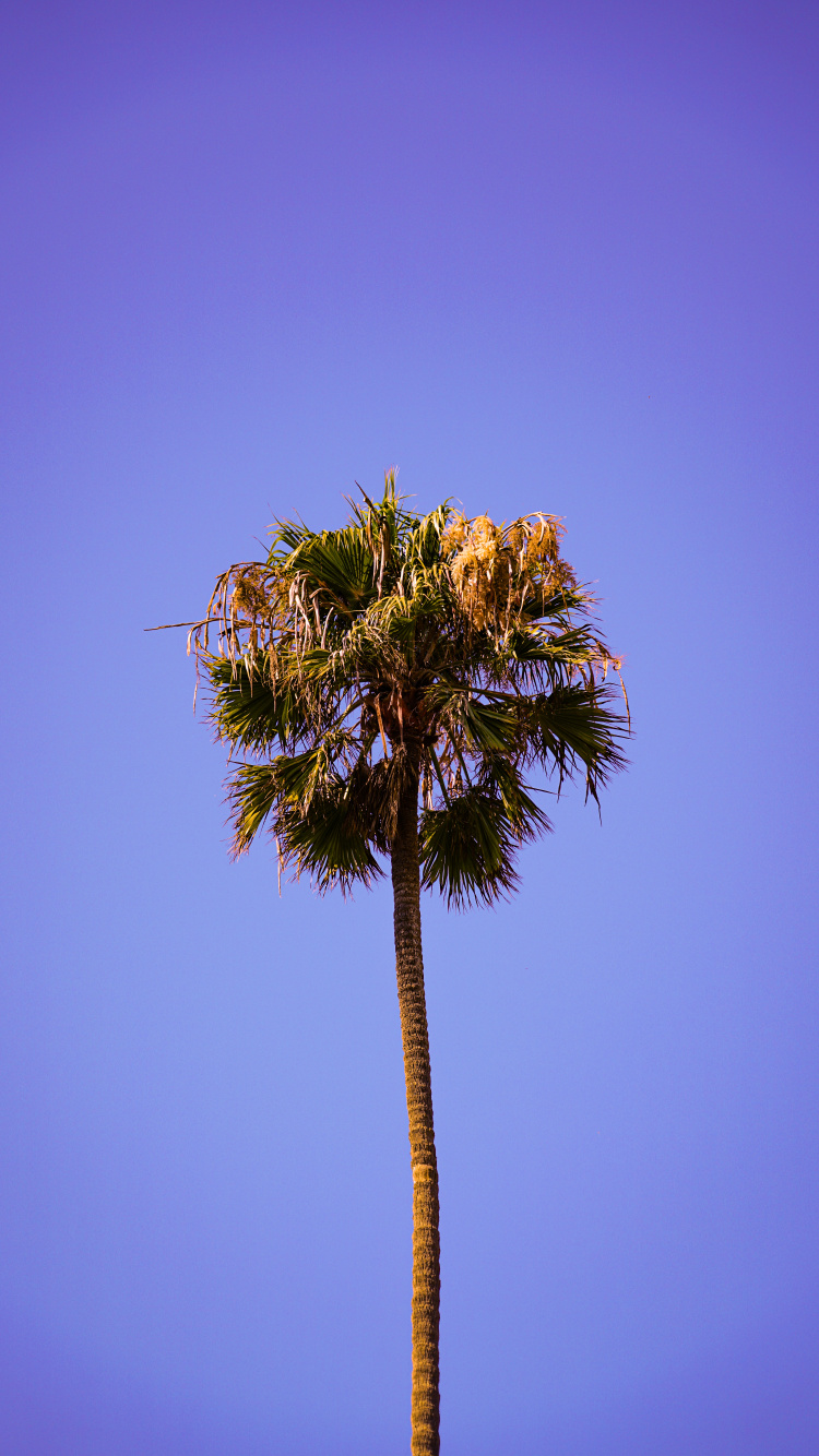 Tree, Palm Tree, Vegetation, Blue, Plant. Wallpaper in 750x1334 Resolution