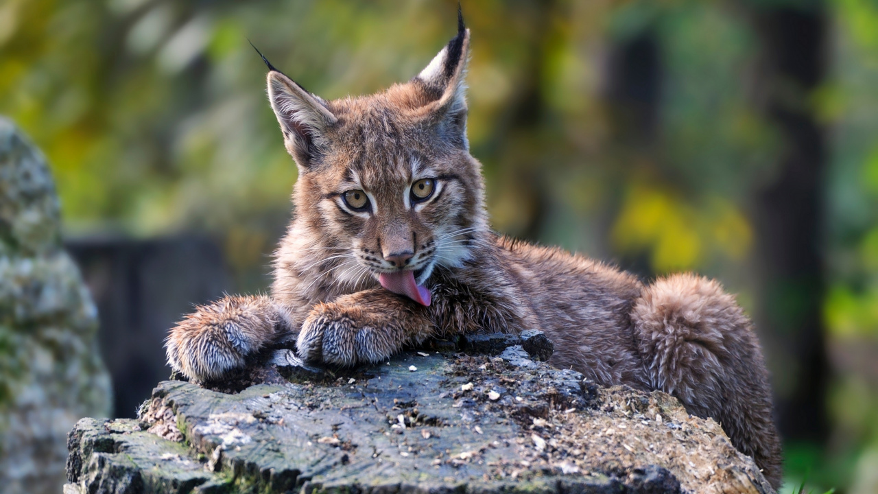 Brown and Black Cat on Gray Rock. Wallpaper in 1280x720 Resolution
