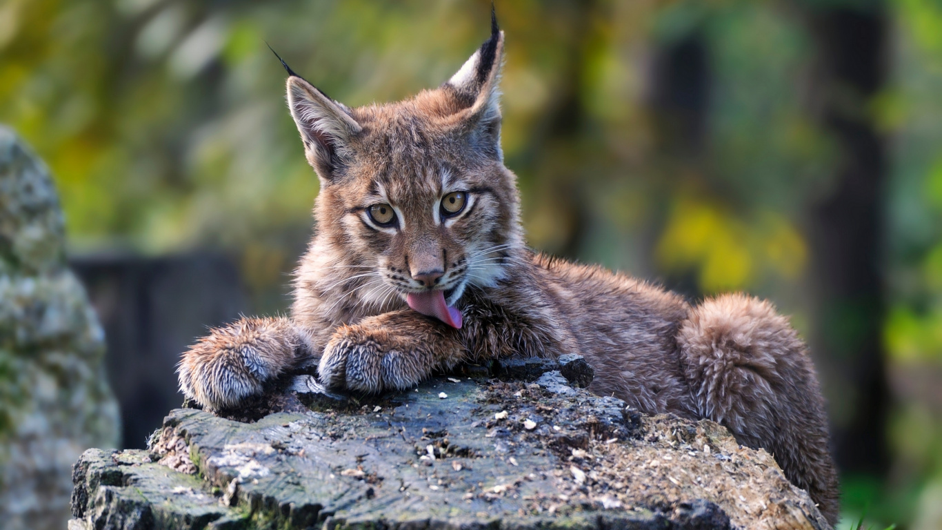 Brown and Black Cat on Gray Rock. Wallpaper in 1366x768 Resolution