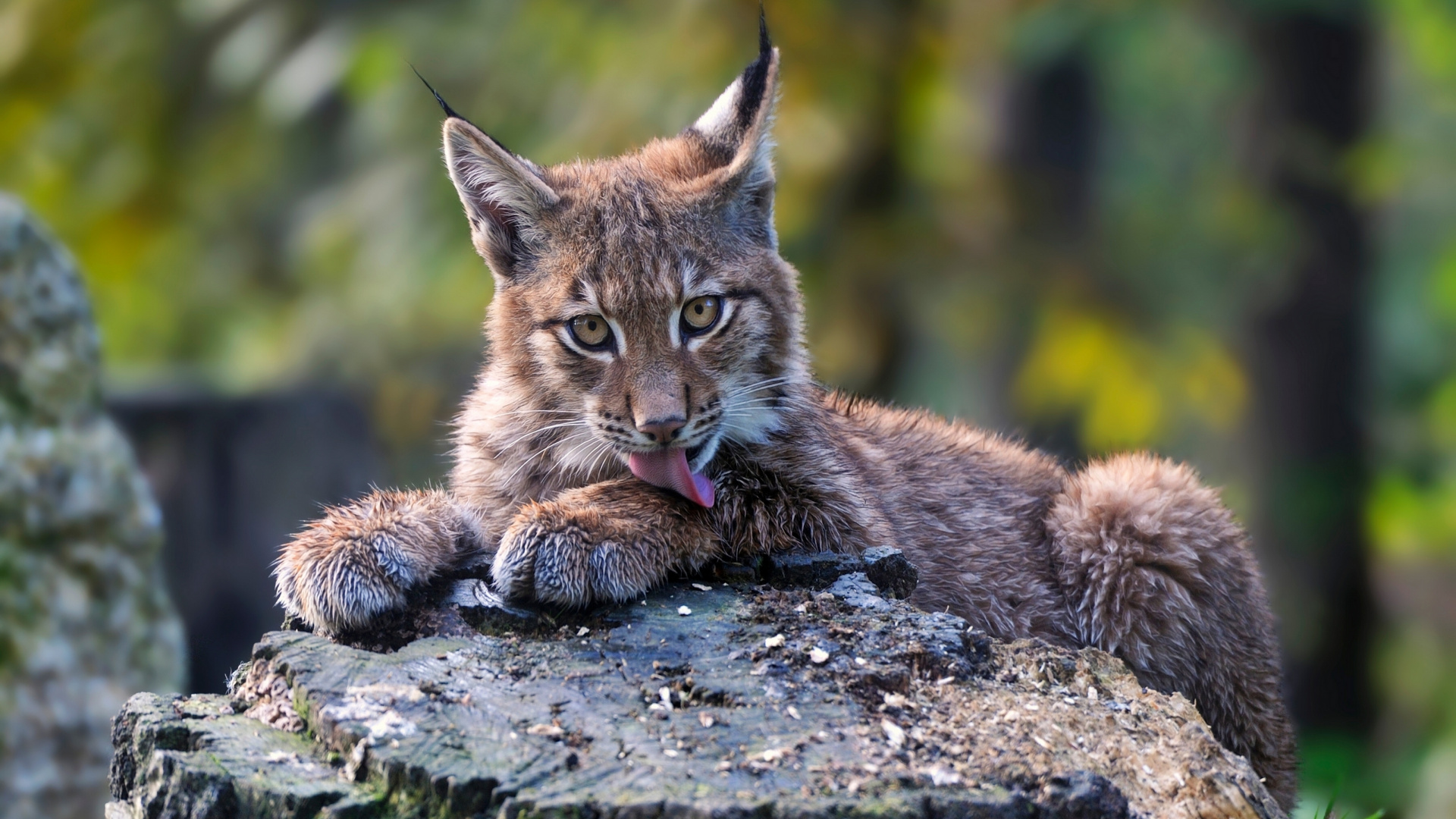 Brown and Black Cat on Gray Rock. Wallpaper in 1920x1080 Resolution
