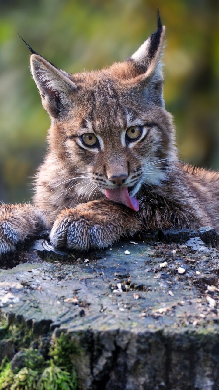 Brown and Black Cat on Gray Rock. Wallpaper in 720x1280 Resolution