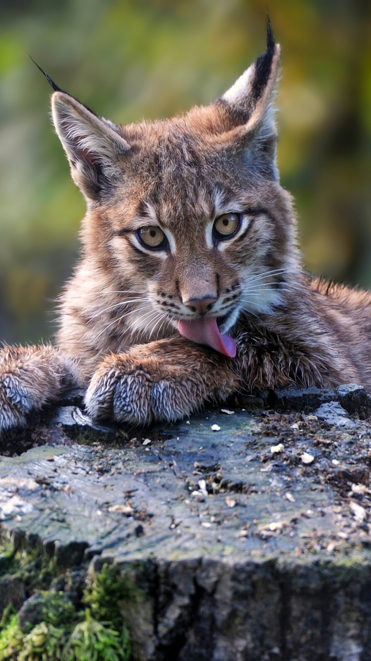 Brown and Black Cat on Gray Rock. Wallpaper in 750x1334 Resolution