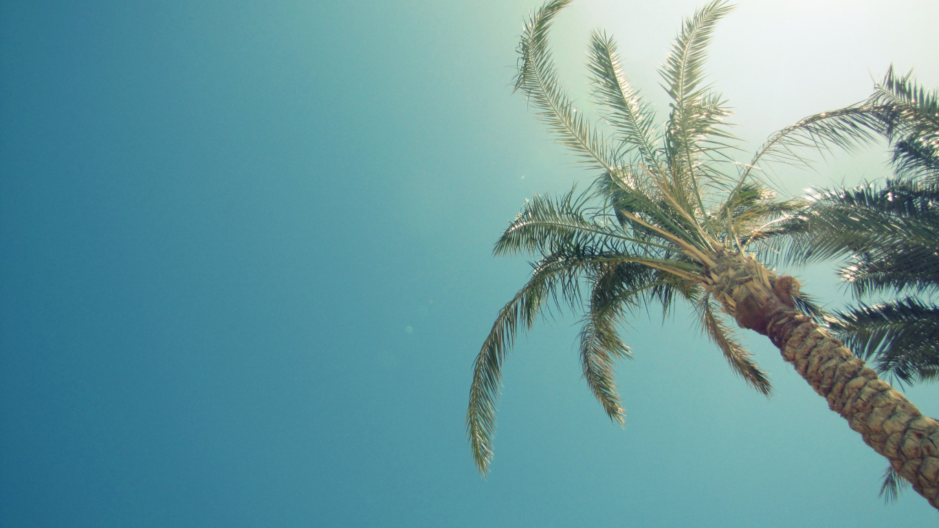 Green Palm Tree Under Blue Sky During Daytime. Wallpaper in 1366x768 Resolution