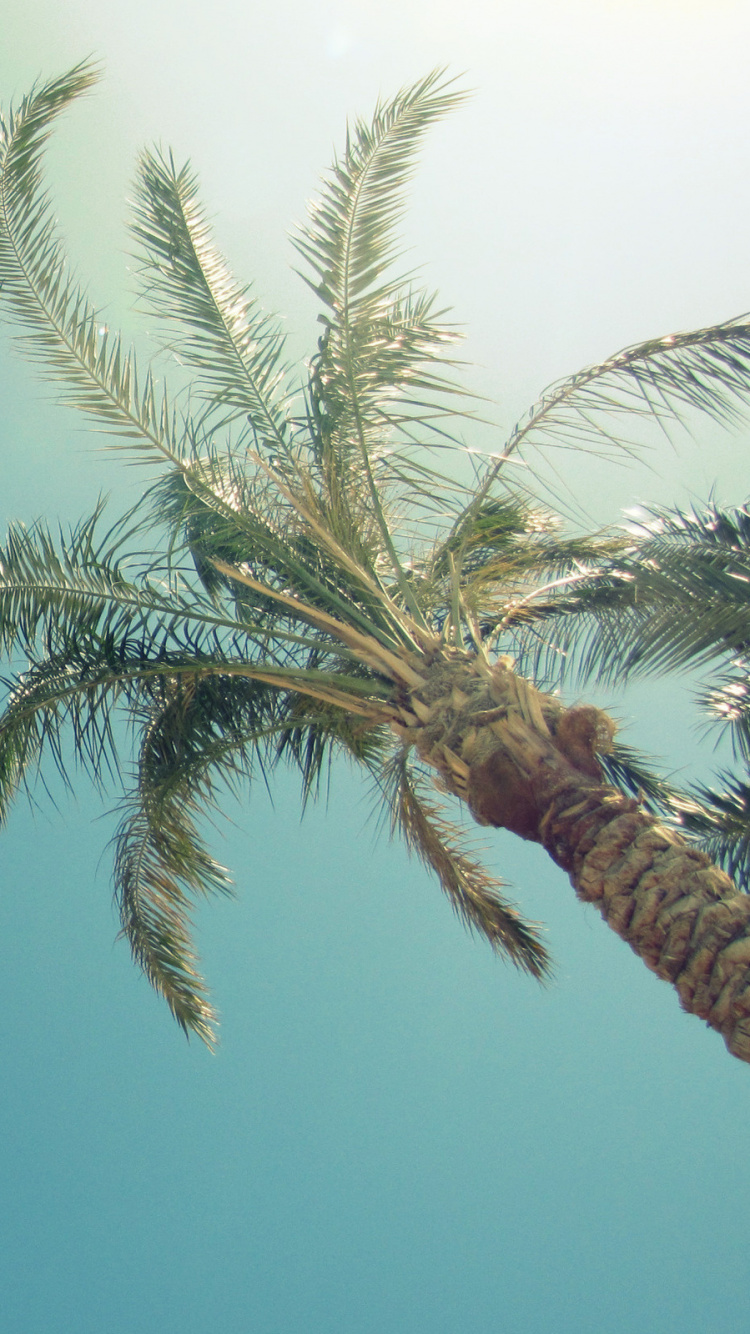 Tagsüber Grüne Palme Unter Blauem Himmel. Wallpaper in 750x1334 Resolution