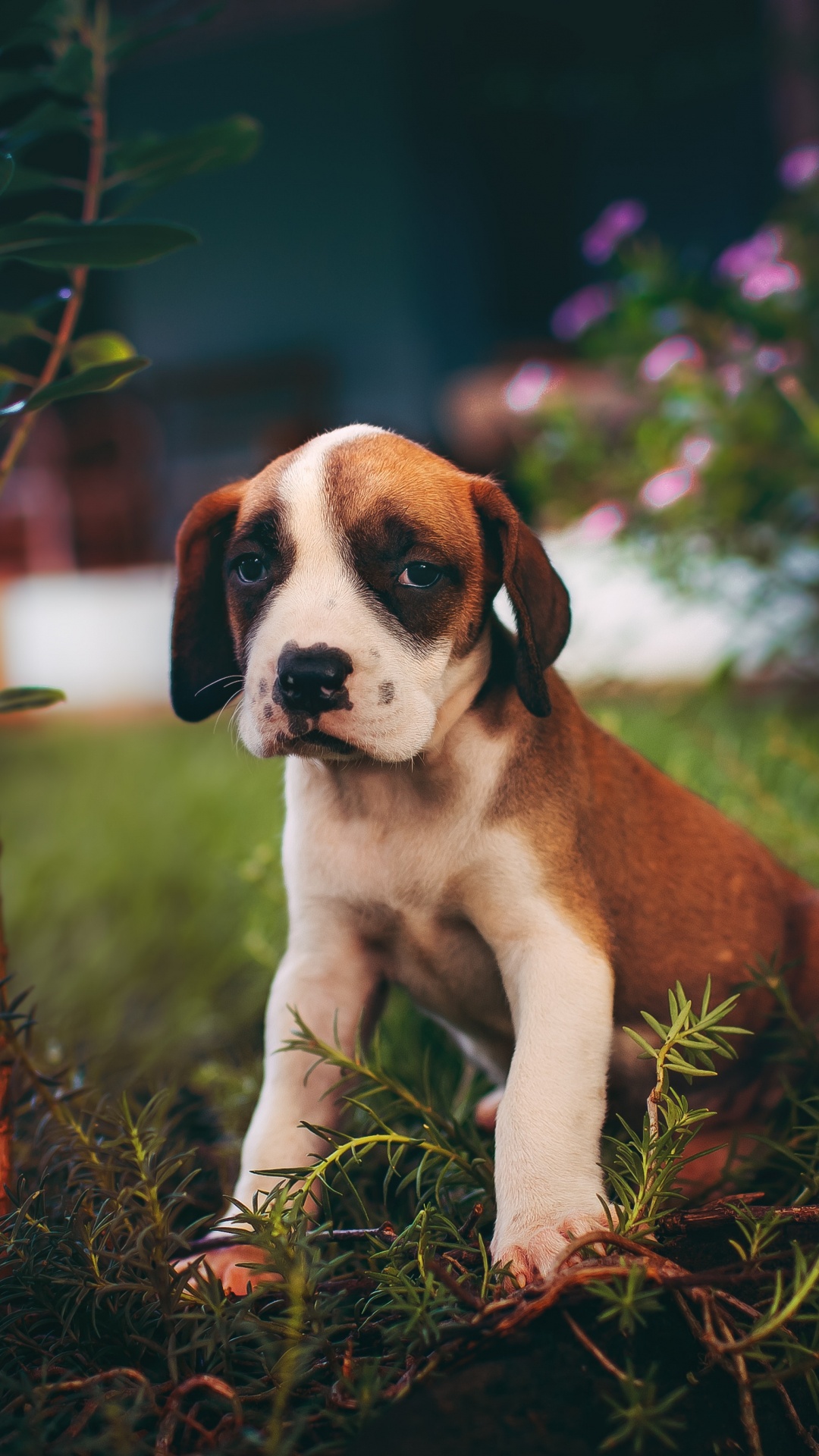Brown and White Short Coated Dog on Brown Grass. Wallpaper in 1080x1920 Resolution