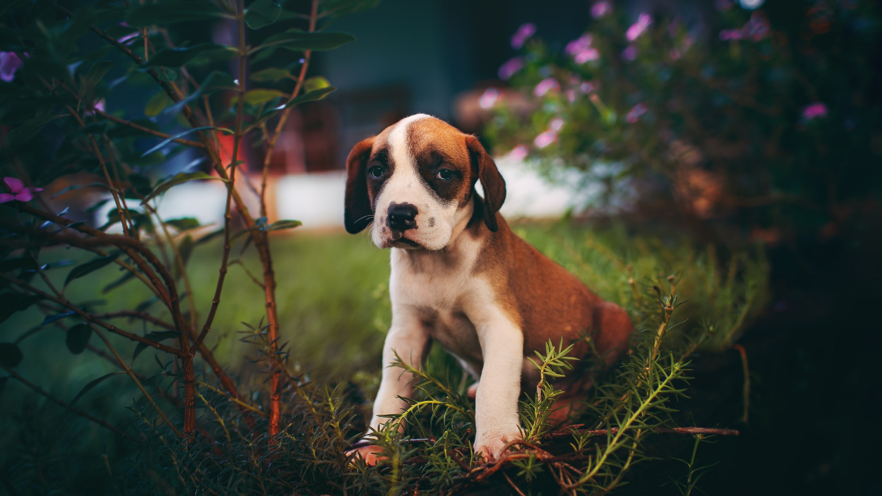 Chien à Poil Court Brun et Blanc Sur L'herbe Brune. Wallpaper in 1280x720 Resolution