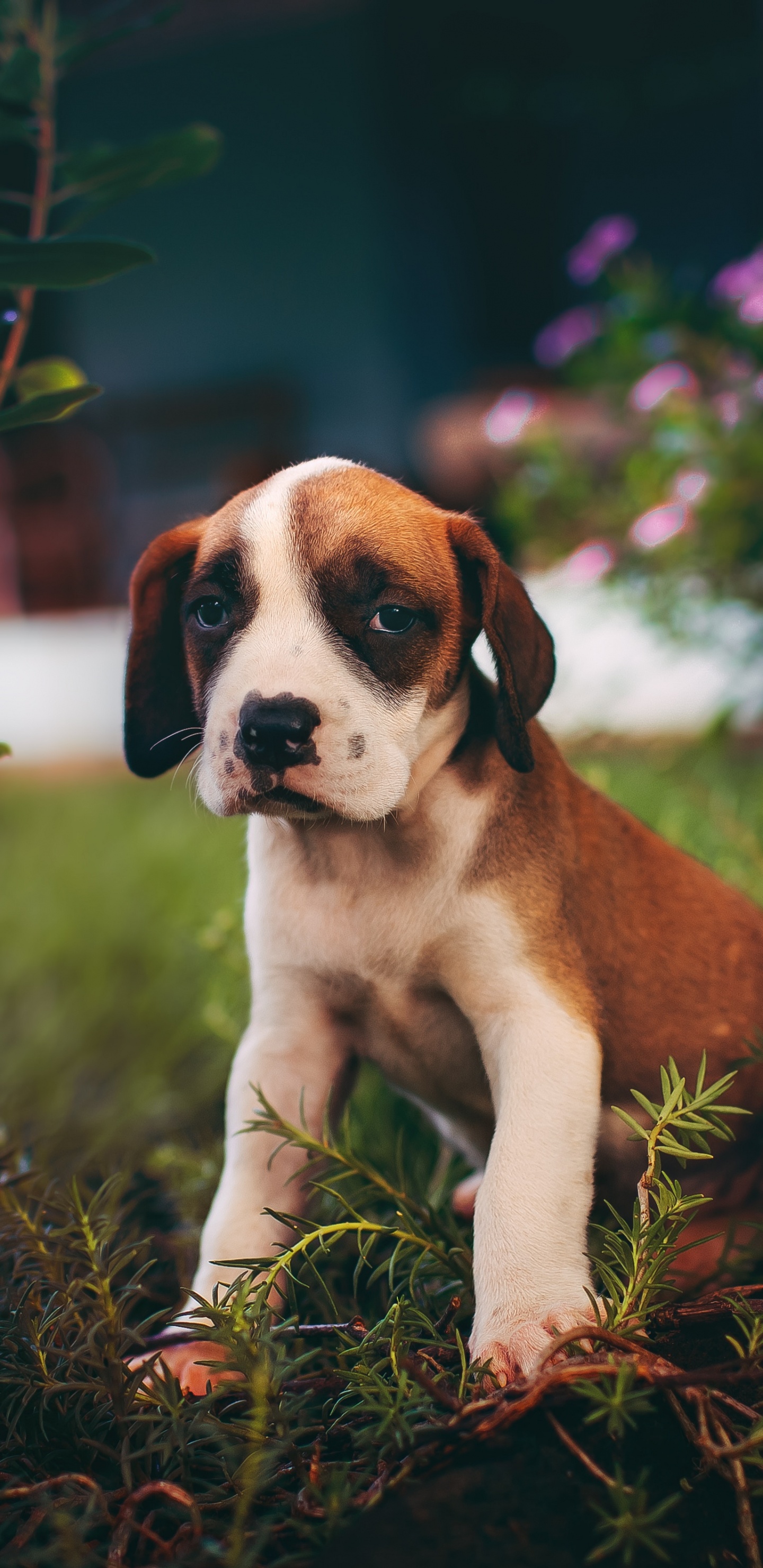 Perro de Pelo Corto Marrón y Blanco Sobre Hierba Marrón. Wallpaper in 1440x2960 Resolution