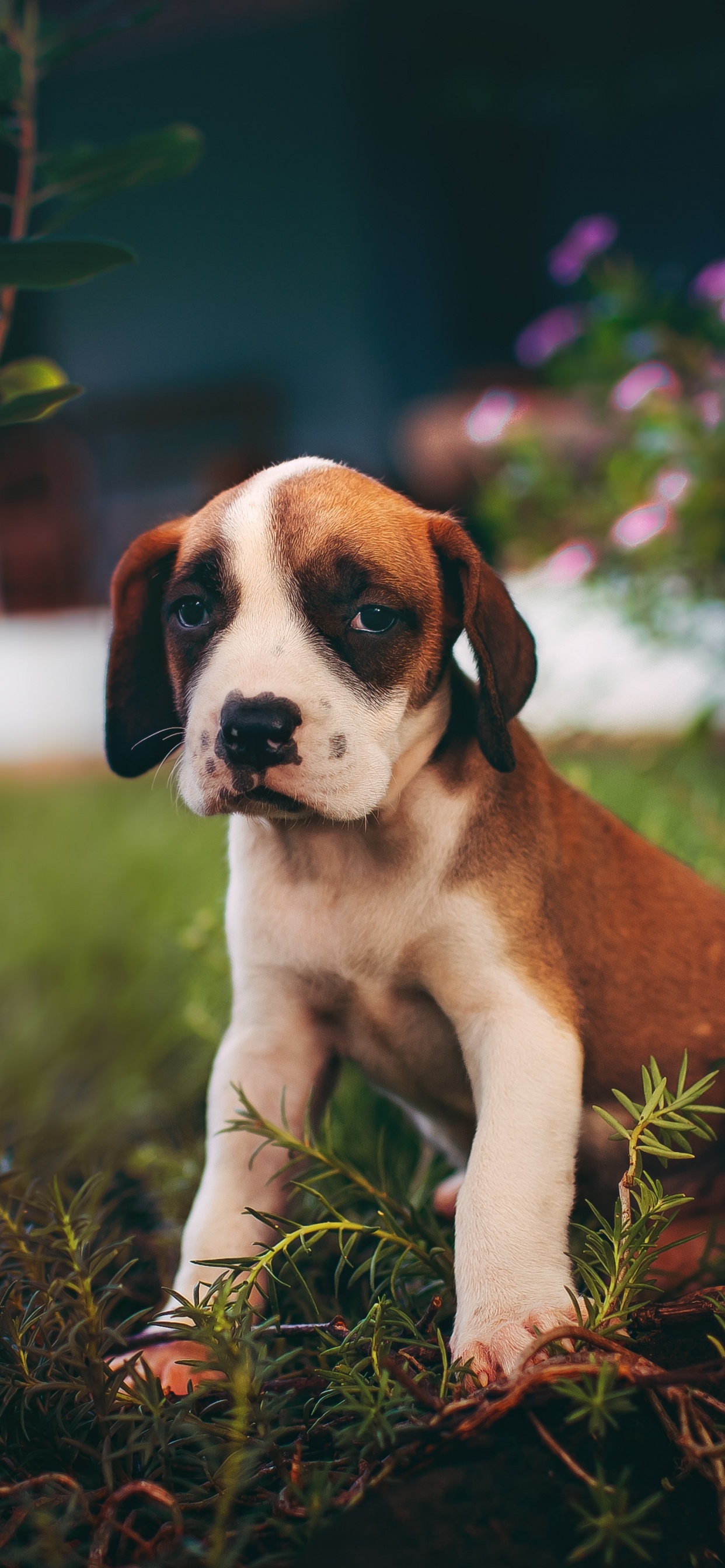 Braun-weißer Kurzhaariger Hund Auf Braunem Gras. Wallpaper in 1242x2688 Resolution