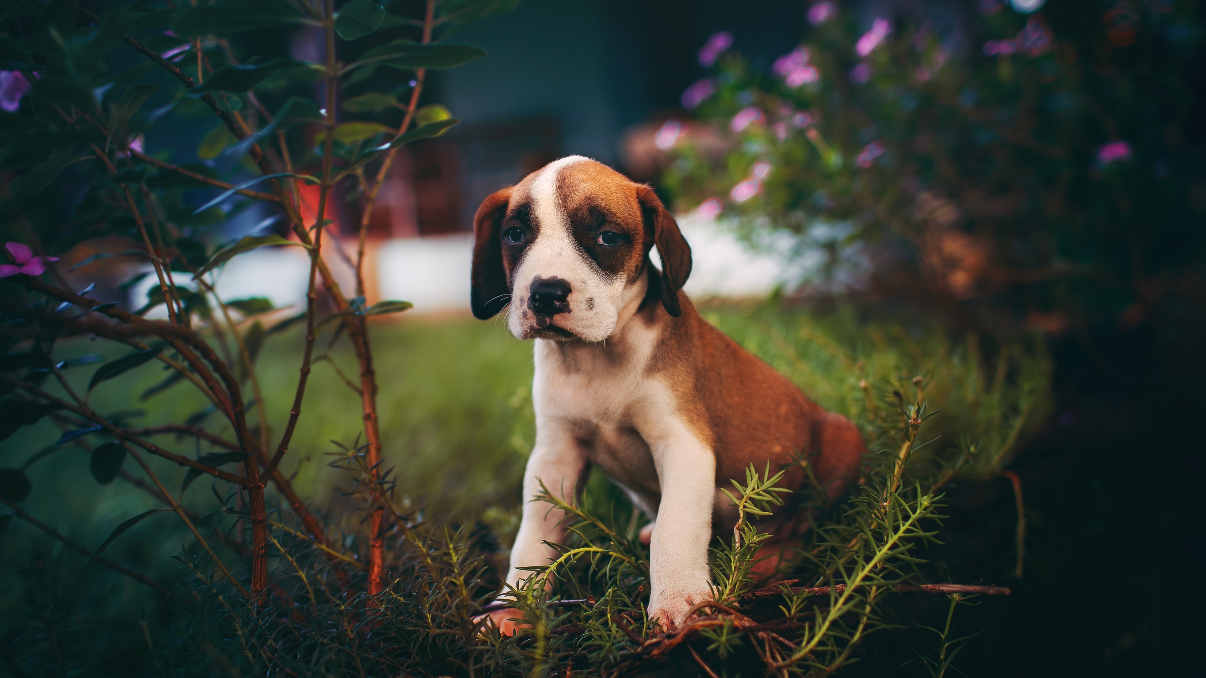Braun-weißer Kurzhaariger Hund Auf Braunem Gras. Wallpaper in 3840x2160 Resolution