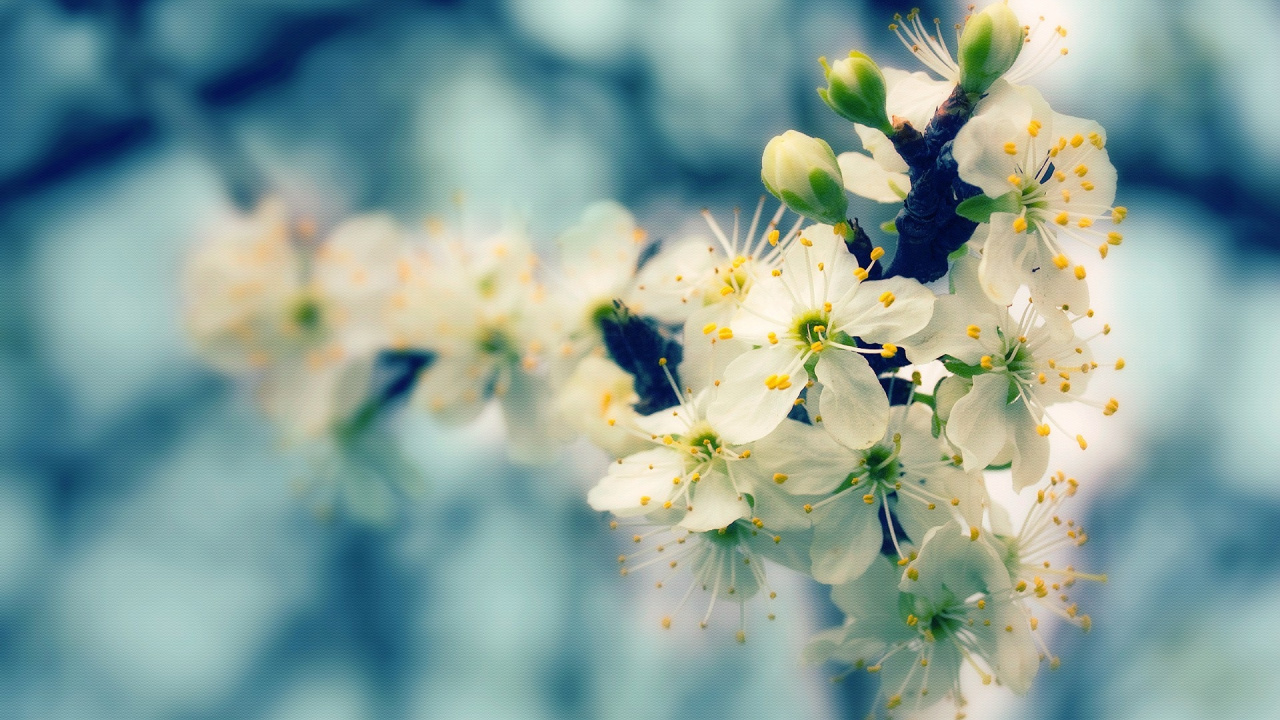 Weiße Kirschblüte in Nahaufnahme. Wallpaper in 1280x720 Resolution