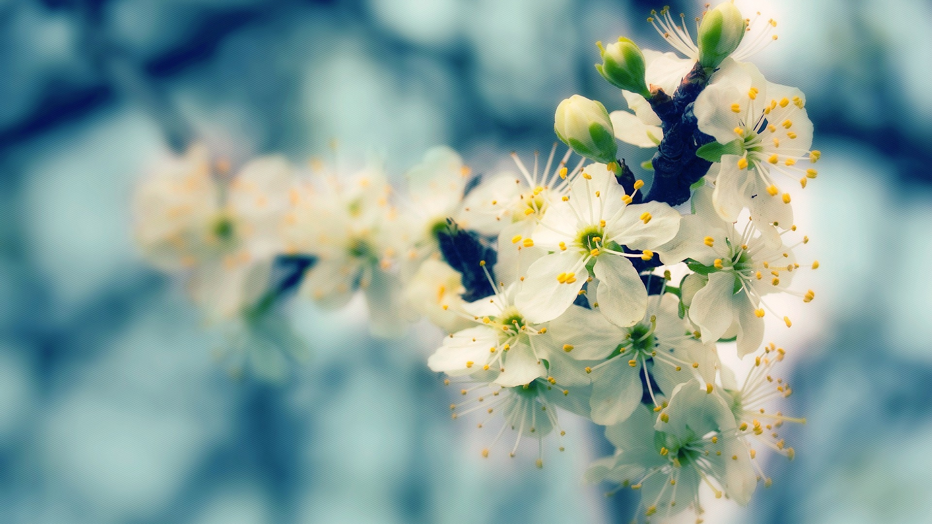 White Cherry Blossom in Close up Photography. Wallpaper in 1920x1080 Resolution