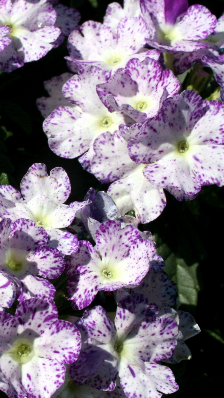 Flores Púrpuras y Blancas Con Hojas Verdes. Wallpaper in 750x1334 Resolution