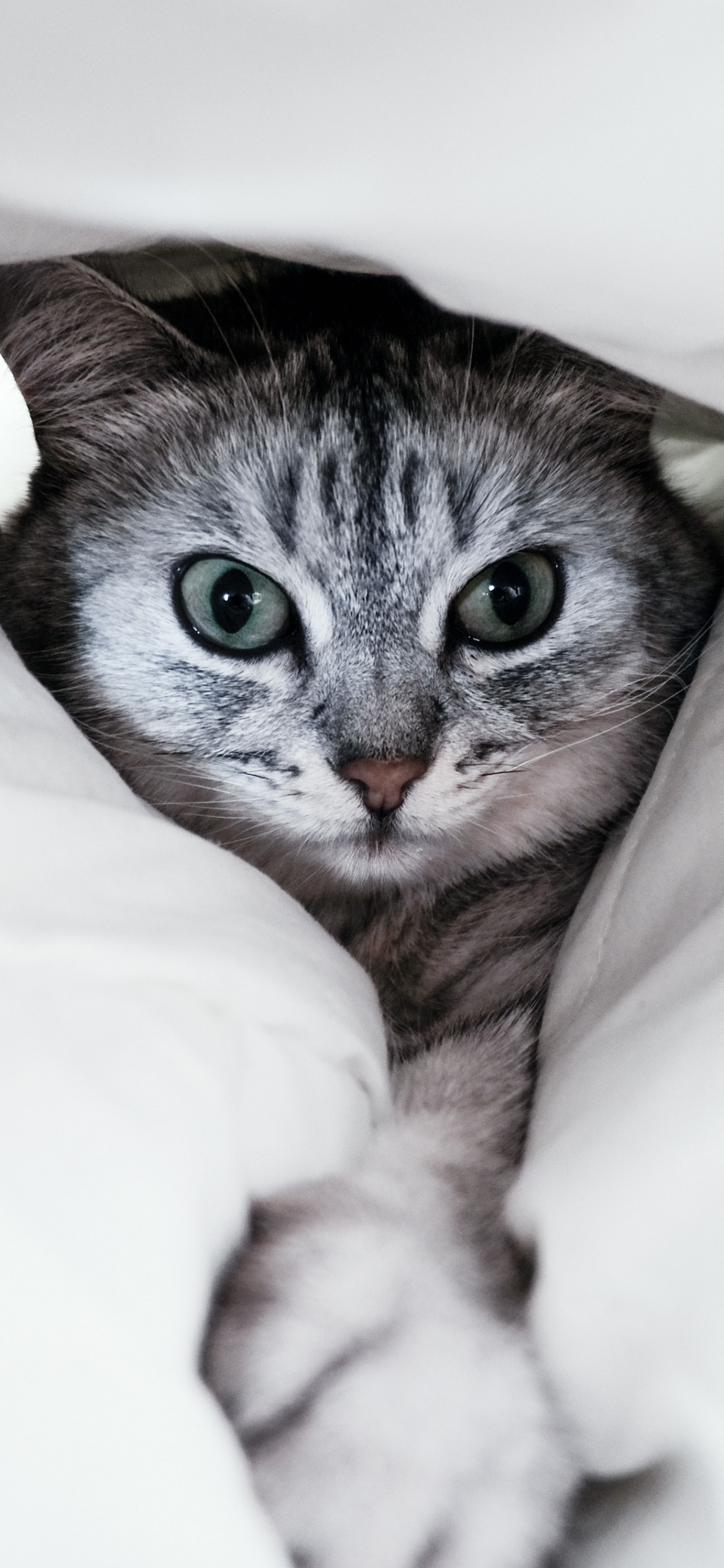 Chat Tigré Argenté Sur Textile Blanc. Wallpaper in 1242x2688 Resolution