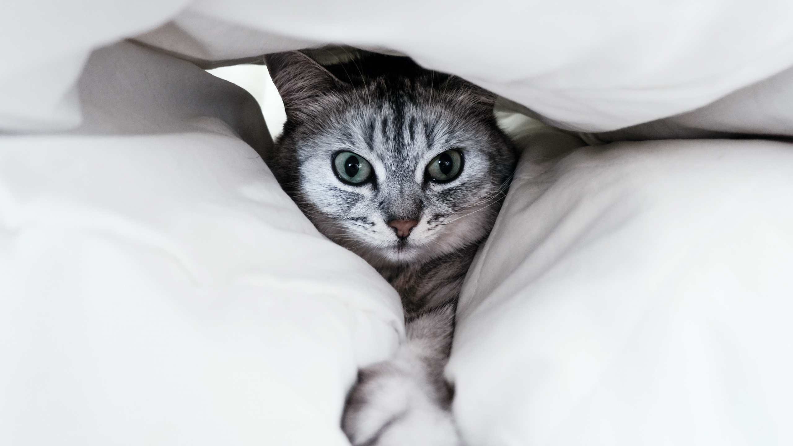 Silver Tabby Cat on White Textile. Wallpaper in 2560x1440 Resolution