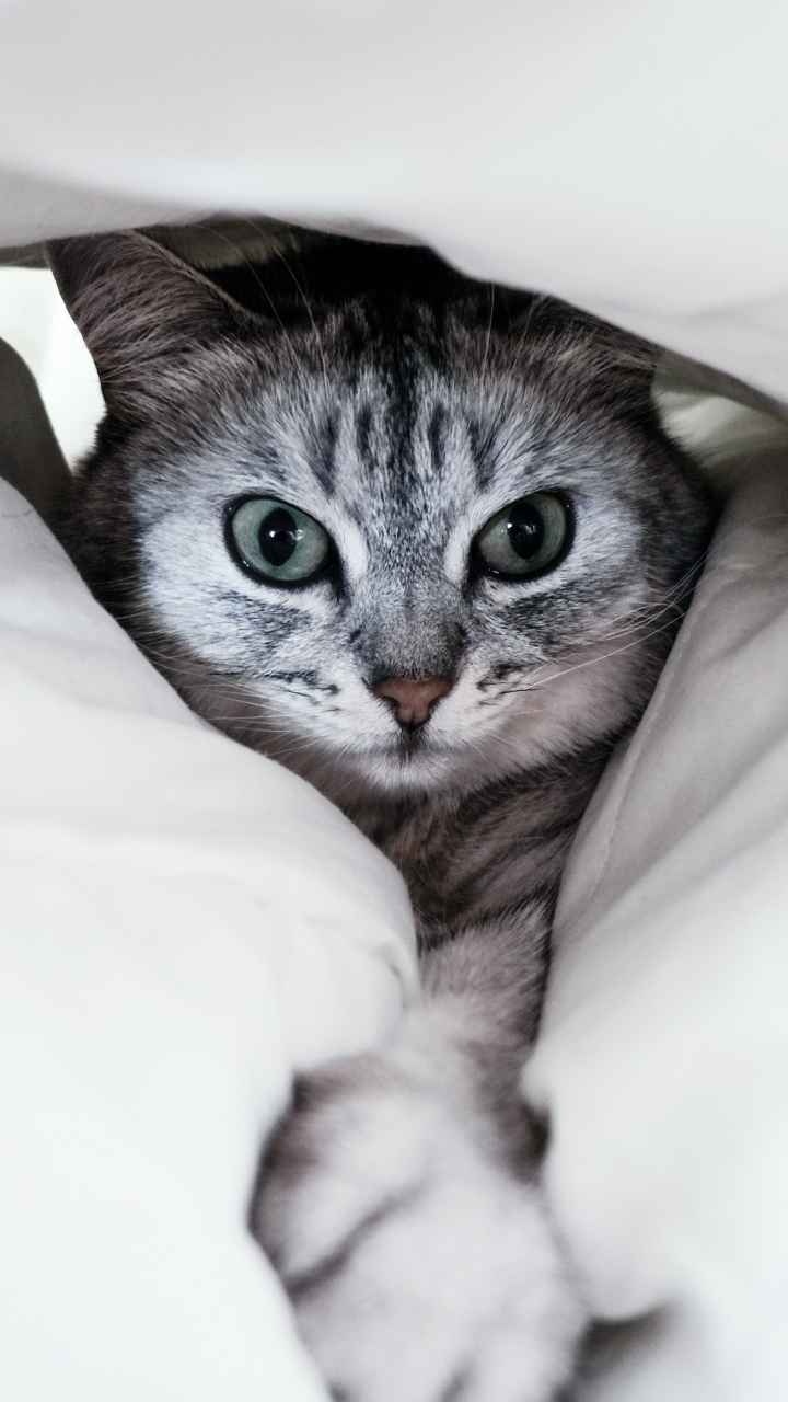 Silver Tabby Cat on White Textile. Wallpaper in 720x1280 Resolution