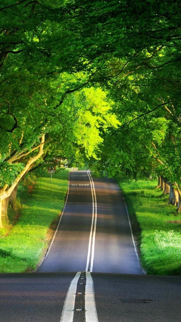 Baum, Natur, Gr, Road, Vegetation. Wallpaper in 720x1280 Resolution